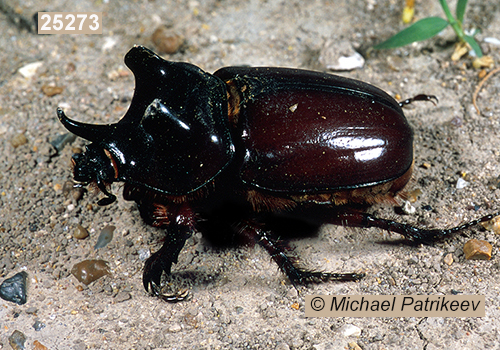 Strategus aloeus (Rutelinae, Scarabaeidae, Coleoptera)